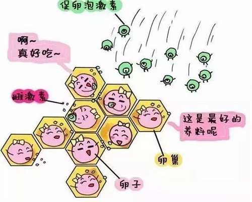 卵泡不长吃什么药(长卵泡吃什么水果好？)