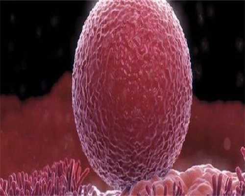 杭州找助孕妈妈价格多少钱