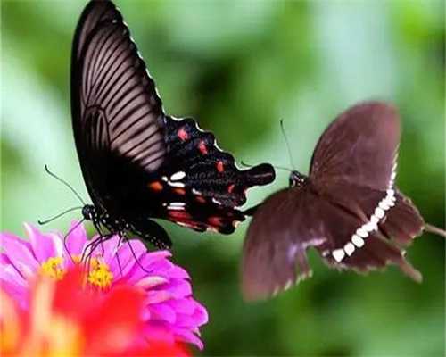 广西助孕服务公司，广西壮族自治区工人医院