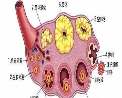 代生小男孩:试管婴儿胚胎移植丨鲜胚和冻胚哪个好？