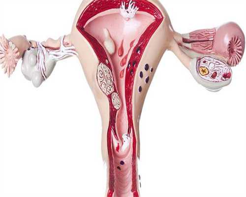 广西黄药师助孕药有用吗